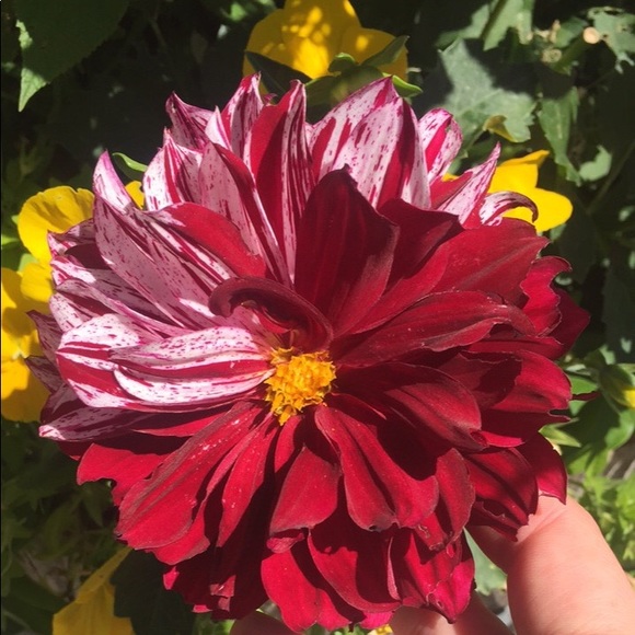 Meet your Posher, Emily - Picture 1 of 1